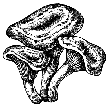 MBEN_web_accueil_pleurote_orme_1